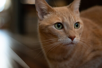 Cat looking to the side