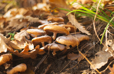 Cluster of mushrooms in oak forest