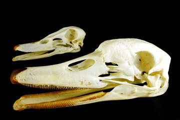 Prepared animal skull on a black background (Cygnus olor ) and (Anas platyrhynchos)