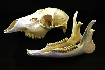 Prepared animal skull on a black background ( Capreolus capreolus (