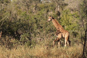Giraffe / Giraffe / Giraffa Camelopardalis