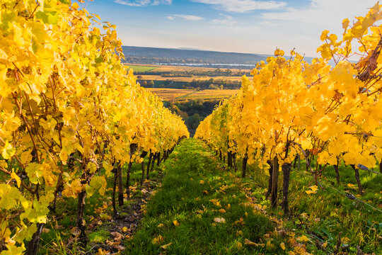 Herbstliche Weinberge am Kloster Eberbach in Hessen, goldgelbe Reben in der Rheingau Weinregion, malerische Landschaft im Herbst