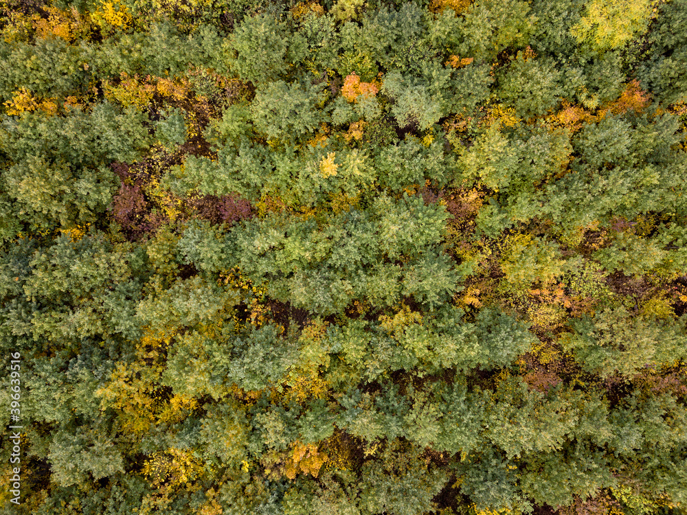 Poster Aerial view from a drone above forest plantation from young trees.