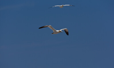 Fototapeta na wymiar Northern gannet flying (Morus bassanus) Bonaventure Island, Percé, Quebec, Canada