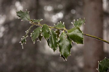 Branch of Holly, Ilex aquifolium,  green leaves with rime ice close up. Winter background.