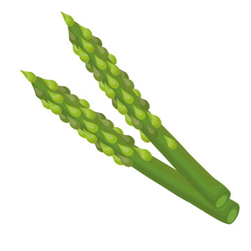 fresh vegetable sparagus healthy food icon vector illustration design