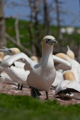 Gannet colony, on Bonaventure Island, Percé, Gaspésie, Quebec, Canada