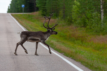 The reindeer crosses the empty highway, Lapland, Northern Finland © Arkadii Shandarov