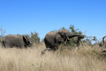 Fototapeta premium Afrikanischer Elefant / African elephant / Loxodonta africana