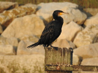 The big black bird stands on a wooden beam