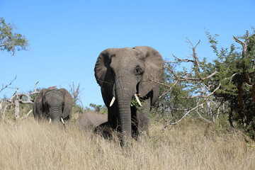 Fototapeta premium Afrikanischer Elefant / African elephant / Loxodonta africana