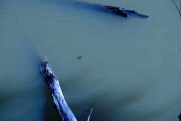 Chillin Turtles Coolin Atchafalaya Basin