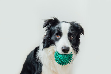 Funny portrait of cute puppy dog border collie holding toy ball in mouth isolated on white background. Purebred pet dog with ball wants to playing with owner. Pet activity and animals concept