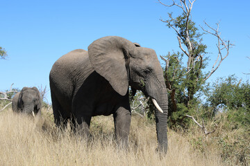 Obraz premium Afrikanischer Elefant / African elephant / Loxodonta africana
