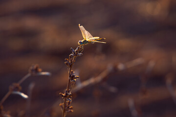 Dragonfly Insect, still portrait, with back daylight on the branch at Sunset