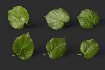 Plant pattern from fresh natural green tilia leaves on a black background.