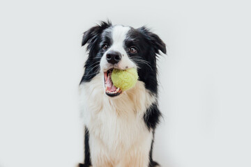Funny portrait of cute puppy dog border collie holding toy ball in mouth isolated on white...