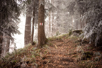 Red mark on tree trunk, trail sign. Wander path in forest in mountains, alps in autumn with rime ice on trees and fog.