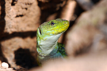 lagarto ocelado