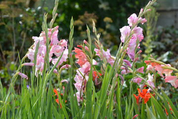Summer gladiolus bloom