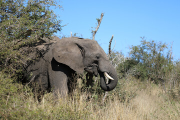 Obraz premium Afrikanischer Elefant / African elephant / Loxodonta africana