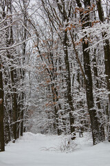Fototapeta premium Beautiful trees covered with snow in winter park