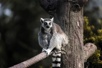 Crouching Lemur