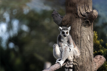 Lounging Lemur