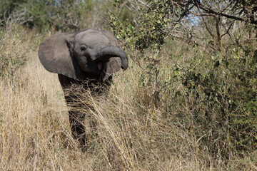 Obraz premium Afrikanischer Elefant / African elephant / Loxodonta africana