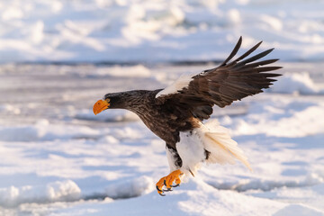 The Steller's sea eagle, Haliaeetus pelagicus  The bird is flying in beautiful artick winter environment Japan Hokkaido Wildlife scene from Asia nature. came from Kamtchatka..