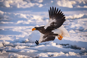 The Steller's sea eagle, Haliaeetus pelagicus  The bird is flying in beautiful artick winter environment Japan Hokkaido Wildlife scene from Asia nature. came from Kamtchatka..