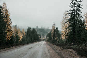 Fototapeta na wymiar Foggy autumn road 