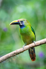 Aulacorhynchus prasinus, Emerald toucanet The bird is perched on the branch in nice wildlife natural environment of Costa Rica