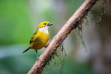 The Silver-throated tanager, Tangara icterocephala The bird is perched on the branch at the beautiful flower in the rain forest America Costa Rica Wildlife nature scene. green background..