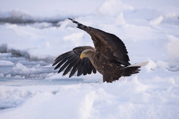 The White-tailed eagle, Haliaeetus albicilla The bird is flying in beautiful artick winter environment Japan Hokkaido Wildlife scene from Asia nature. Came from Kamtchatka..