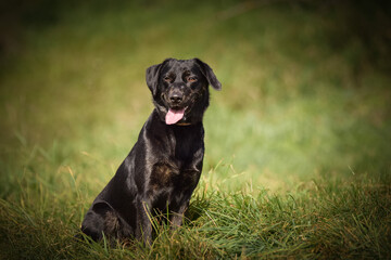 Fototapeta premium Black dog is sitting in autumn nature. She is so cute dog.