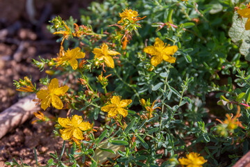 Perforate St John's wort (Hypericum perforatum)