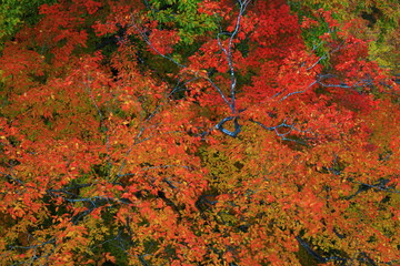 秋田県　紅葉の小安峡