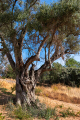 European olive tree (Olea europaea)
