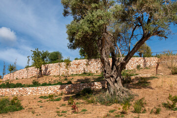 Fototapeta na wymiar European olive tree (Olea europaea)