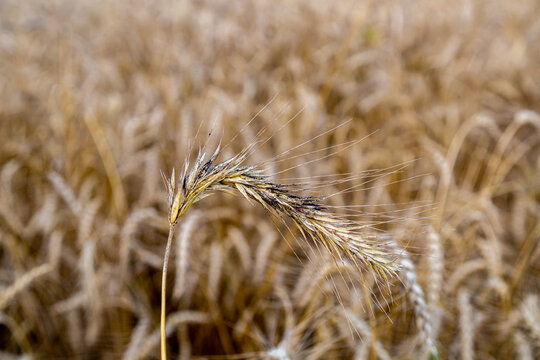 rye with ergot (fungus) in field