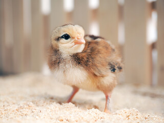 Cute little chicken in the chicken coop. Portrait of a bird
