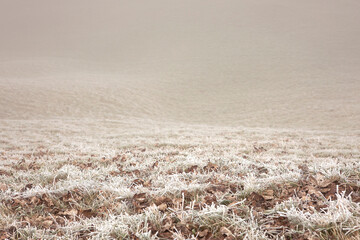 Autumn meadow in the fog with hoar frost. Seasonal, winter background. Frozen landscape in mist, cold temperature.