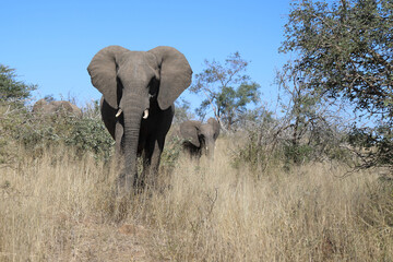 Obraz premium Afrikanischer Elefant / African elephant / Loxodonta africana