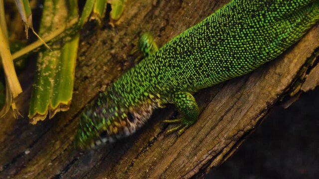 Close up of lizard sliding on a tree log