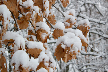 Winter branches of oak covered in snow close up. Abstract winter image