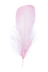 pink feather on white