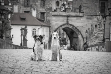 Two dogs are sitting on bridge. He was in center of Prague. She is so patient model.