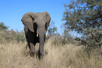 Obraz premium Afrikanischer Elefant / African elephant / Loxodonta africana