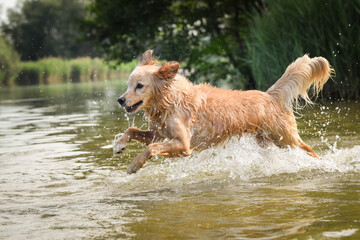 yellow mix breed dog is running in the water. She is really good swimmer.